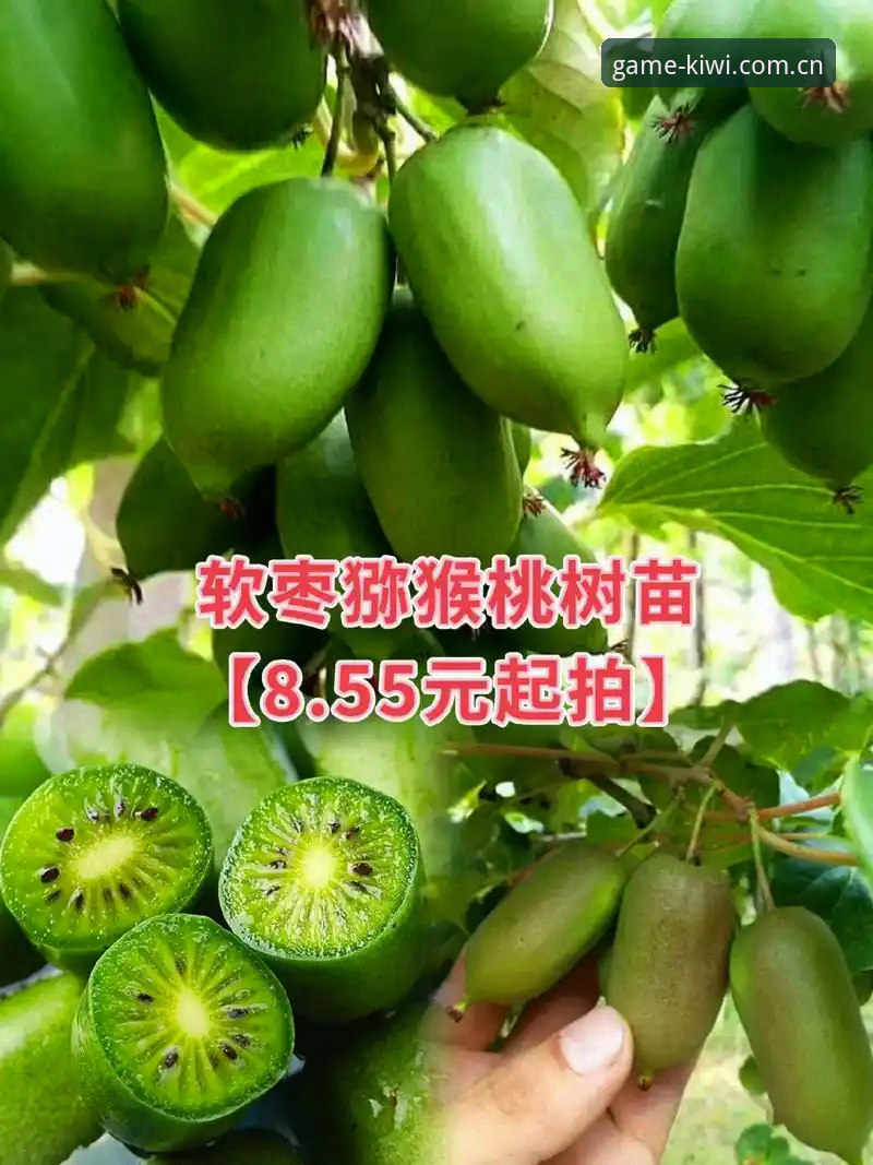 奇异果体育官网新版vs旧版：到底该选哪个？我的实测对比